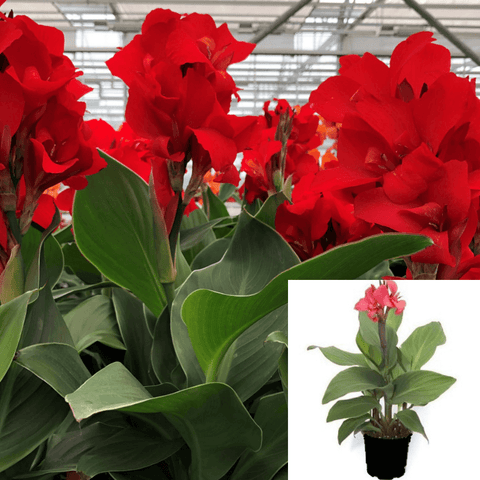 Canna Cannova Red Shades 1Gallon Cannova Red Shades Canna Lily Plant Canna Lily Red Live Plant Outdoor Gr7