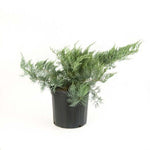 Juniperus Wiltonii Plant 1Gallon Juniperus Prince Of Wales Juniperus Horizontalis Live Plant Outdoor Fr7