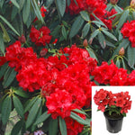 Rhododendron Taurus 2 Gallon Plant Percy Wiseman Yakushimanum Flower Live Plant Gr7