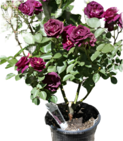 Rosa Tree Ebb Tide 5Gallon Plant Ebb Tide Floribunda Rose Plant Ebb Tide Floribunda Rose Plant Rose Ebb Tide Flower Live Plant Gr7