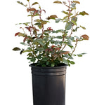 Rosa Full Sail 5Gallon Plant Shrub Or Bush Rose Plant Rosa Maclanoflon Flower Live Plant Gr7