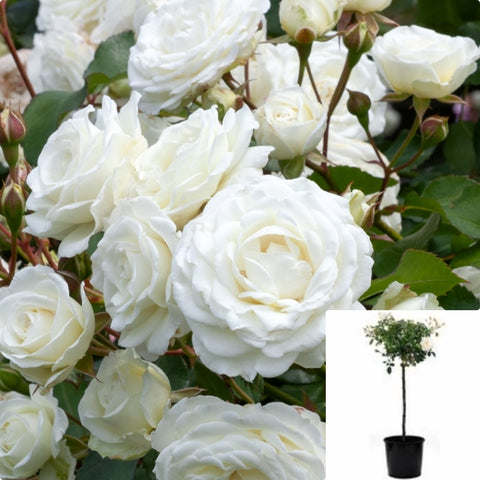 Rosa Iceberg Burg Patio 5Gallon Plant Korbin Plant Fee Des Neiges Plant Schneewittchen Patio Live Plant Fr7