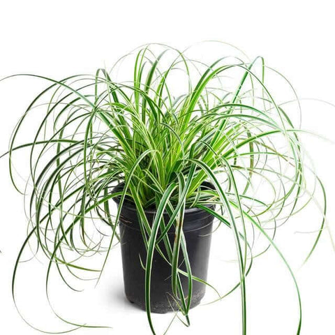 Carex Oshimensis Ribbon Falls 1Gallon Pot Carex Ribbon Falls Japanese Sedge Plant Grass Outdoor Live Plant Ht7