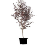 Prunus Krauter Vesuvius Lo 5 Gallon Cerasifera Cherry Plum Live Plant Outdoor Fr7