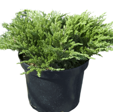 Juniperus Horizontal Hughes 5Gallon Creeping Juniper Plant Hughes Juniper Shrub Live Plant Ho7