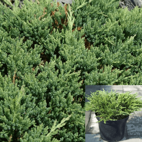Juniperus Horizontal Hughes 5Gallon Creeping Juniper Plant Hughes Juniper Shrub Live Plant Ho7