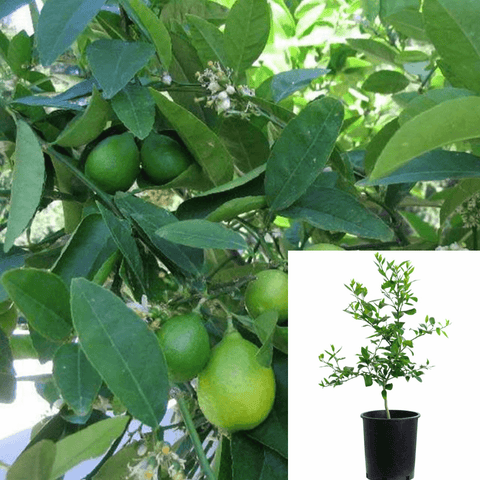 Citrus Bearss Lime Standard Tree 3Gallon Citrus Bearss Lime 3Gallon Citrus Bearss Lime Persian Lime Live Plant Outdoor Gr7