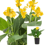 Canna So Pacific Yellow 1Gallon Canna South Pacific Yellow Lily Style Indica Canna Lily Live Flower Plant Outdoor Ght7