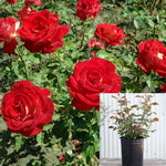 Rosa In The Mood 5Gallon Plant Tree Rose Plant Rosa In The Mood Hybrid Tea Rose Plant Hybrid Tea Rose Flower Live Plant Gr7