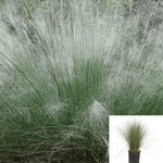 Muhlenbergia White Cloud 5Gallon Grasses Perennial 5Gallon White Cloud Muhly Plant Grass Live Plant Fr7