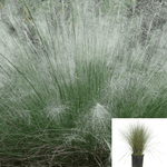 Muhlenbergia White Cloud 1Gallon Grasses Perennial 1Gallon White Cloud Muhly Plant Grass Live Plant Fr7