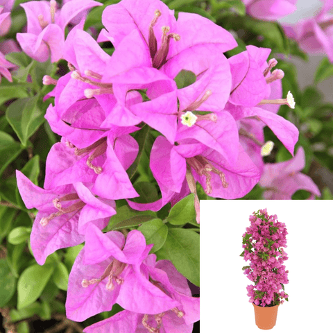 Bougainvillea Pink Pearl 5Gallon Pink Pearl Bougainvillea Live Plant Gr7