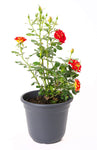 Rosa Bush Ketchup & Mustard 5Gallon Plant Rosa Wekzazette Ketchup & Mustard Floribunda Rose Plant Outdoor