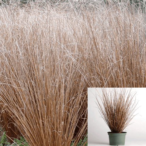 Carex Buchananii 1Gallon Buchanan Sedge Plant Leatherleaf Sedge Plant Grass Outdoor Live Plant Gr7