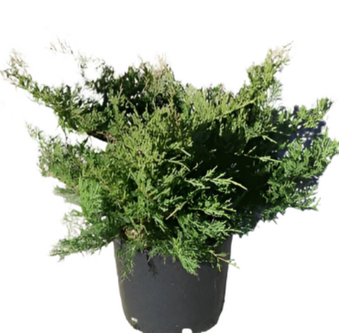 Juniperus Sabina Buffalo 1Gallon Savin Juniper Plant Arcadia Juniper Buffalo Live Plant Ho7