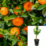 Citrus Sinensis Boukhobza Patio Tree 5Gallon Citrus Mandarin Tango 5Gallon Citrus Mandarin Tango Citrus Reticulata Live Plant Outdoor Gr7