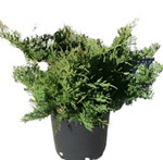 Juniperus Sabina Scandia 5Gallon Savin Juniper Plant Arcadia Juniper Buffalo Live Plant Ho7