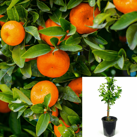 Citrus Mandarin Tango Standard Tree 2 Gallon Reticulata Live Plant