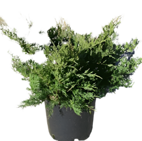 Juniperus Sabina Arcadia 5Gallon Juniperus Sabina Arcadia 5Gallon Savin Juniper Plant Arcadia Juniper Buffalo Live Plant Ho7