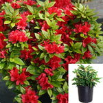 Azalea Perfecto Mundo Red 1Gallon Plant Reblooming Azalea Plant Azalea Perfecto Mundo Red Plant Rhododendron Flower Live Plant Gr7