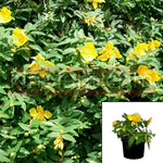 Hypericum Patulum Hidcote 1Gallon Yellow St Johnswort Plant Outdoor + Live Plant Mr7