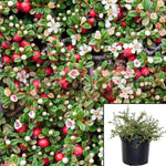 Cotoneaster Dam Lowfast 1Gallon Bearberry Cotoneaster Matu Live Plant Fr7