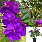 Tibouchina Urvilleana 5Gallon Plant Princess Flower Plant Glory Bush Plant Purple Glory Tree Flower Live Plant Gr7Het