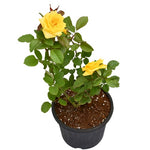 Rosa Chi Ching 5Gallon Plant Rosa Wekyesir Yellow Plant Grandiflora Rose Ch Ching Plant Outdoor Flower Live Plant Gr7