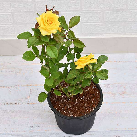 Rosa Chi Ching 5Gallon Plant Rosa Wekyesir Yellow Plant Grandiflora Rose Ch Ching Plant Outdoor Flower Live Plant Gr7