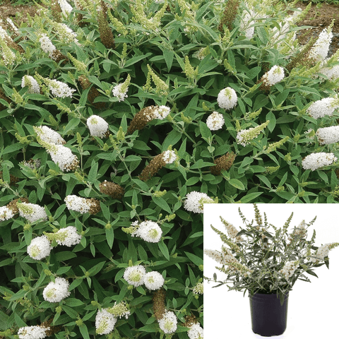 Buddleia Lo White 5 Gallon Behold Ice Chip Butterfly Bush Live Plant Gr7