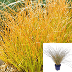 Carex Prairie Fire 1Gallon New Zealand Hair Sedge Prairie Fire Plant Grass Outdoor Live Plant Gr7