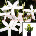 Jasminum Angulare Plant South African Jasmine White 5Gallon + Live Plant Ht7 Best