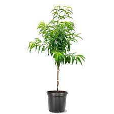 Fruit Peach Henry 7Gallon Plant Peach Prunus Persica O Henry Plant Outdoor Fruit Tree Live Plant Fr7