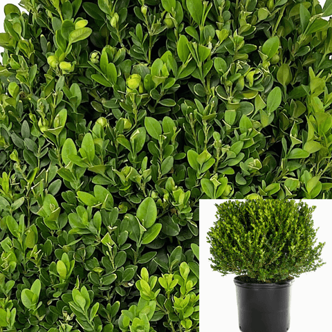 Buxus Harlandii 5Gallon Globe Buxus Microphyllus Japonica Green Beauty Japanese Boxwood Live Plant Ho7