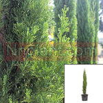 Cupressus Sempervirens Glauca 5Gallon Pencil Pine Live Plant Fr7