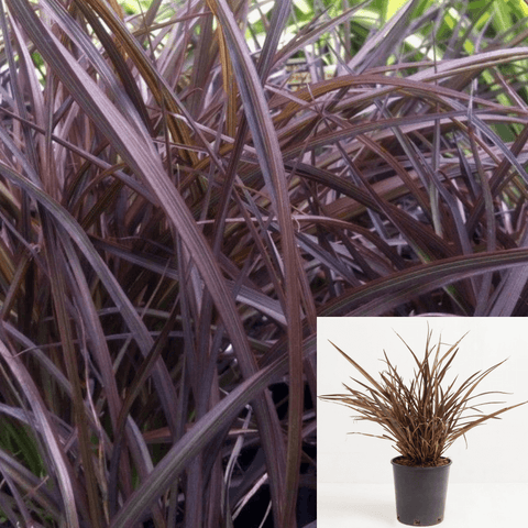 Phormium Jack Spratt 5Gallon Dwarf New Zealand 5Gallon New Zealand Flax Jack Spratt Gra Live Plant Fgr7