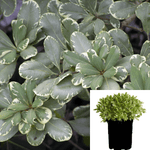 Pittosporum Tobira plant Cream De Mint Tm Dwarf Mock Orange Live Plant Outdoor Mr7 1Gallon