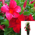 Mandevilla Red Tub Red Rocktrumpet 5Gallon Brazilian Jasmine Red Dipladenia Red Rock Live Plantbell Flower Ht7