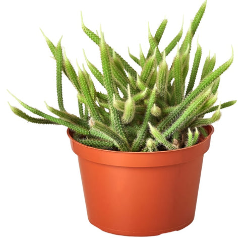 Rat Tail Cactus Plant 6Inches Pot Premium Aporocactus Flagelliformis Plant Succulent Drought Tolerant Live Plant Ht7 Best