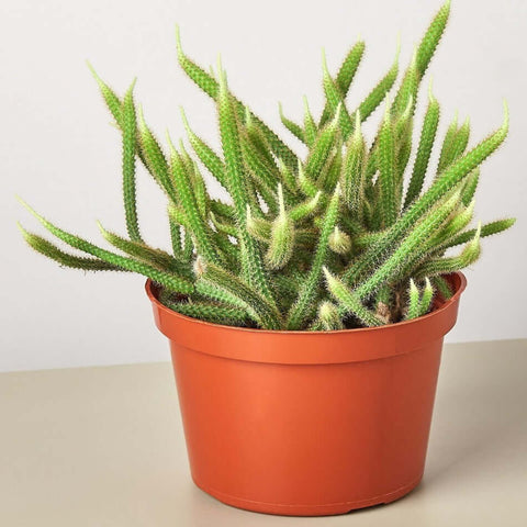 Rat Tail Cactus Plant 6Inches Pot Premium Aporocactus Flagelliformis Plant Succulent Drought Tolerant Live Plant Ht7 Best