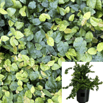 Ficus Pumila Plant Creeping Ficus Fig Wall Covering Plant Plant Climbing Fig 1Gallon Live Plant Outdoor Plant Climbers G