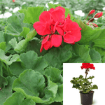 10 Cuttings Zonale Red Pelargonium Pelargonium Flower Plant Not Rooted