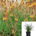 Bulbine Frutescens Orange 1Gallon Orange Bulbine Succulent Perennial Flower Live Plant 1Gallon Ho7 Ht7