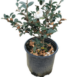 Camellia White Dove Espalier 5 Gallon Sasanqua Plant Cascading Outdoor Live Plant Fr7