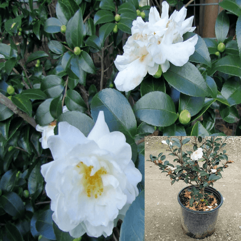 Camellia White Dove 5Gallon Camellia Sasanqua White Dove Plant White Cascading Live Plant Outdoor Fr7