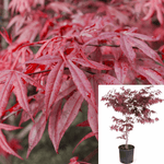 Acer Palmatum Emperor 7Gallon Acer Palmatum Emperor Plant Acer Palmatum Emperor Tree Plant Japanese Maple Plant Tree Live Plant Gg7