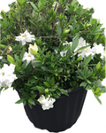 Gardenia Jasminoides Radicans 1 Gallon Creeping Miniature Live Plant Gr7