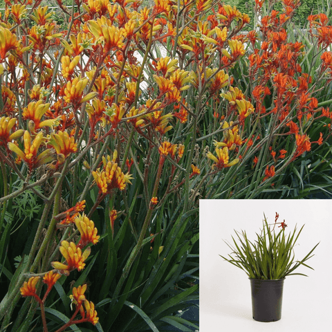 Anigozanthos Amber Velvet 1Gallon Kangaroo Paw Orange Plant Cats Paw Plant Perennials Outdoor + Live Plant Ho7