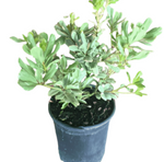 Pittosporum Tobira 1Gallon Japanese Pittosporum Live Plant Outdoor Ho7 Gr7