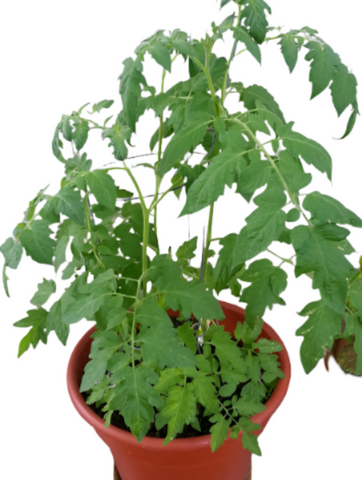 Tomatoes Brandywine Plant 1 Gallon Solanum Lycopersicum Plant Live Plant Pv7Ht7